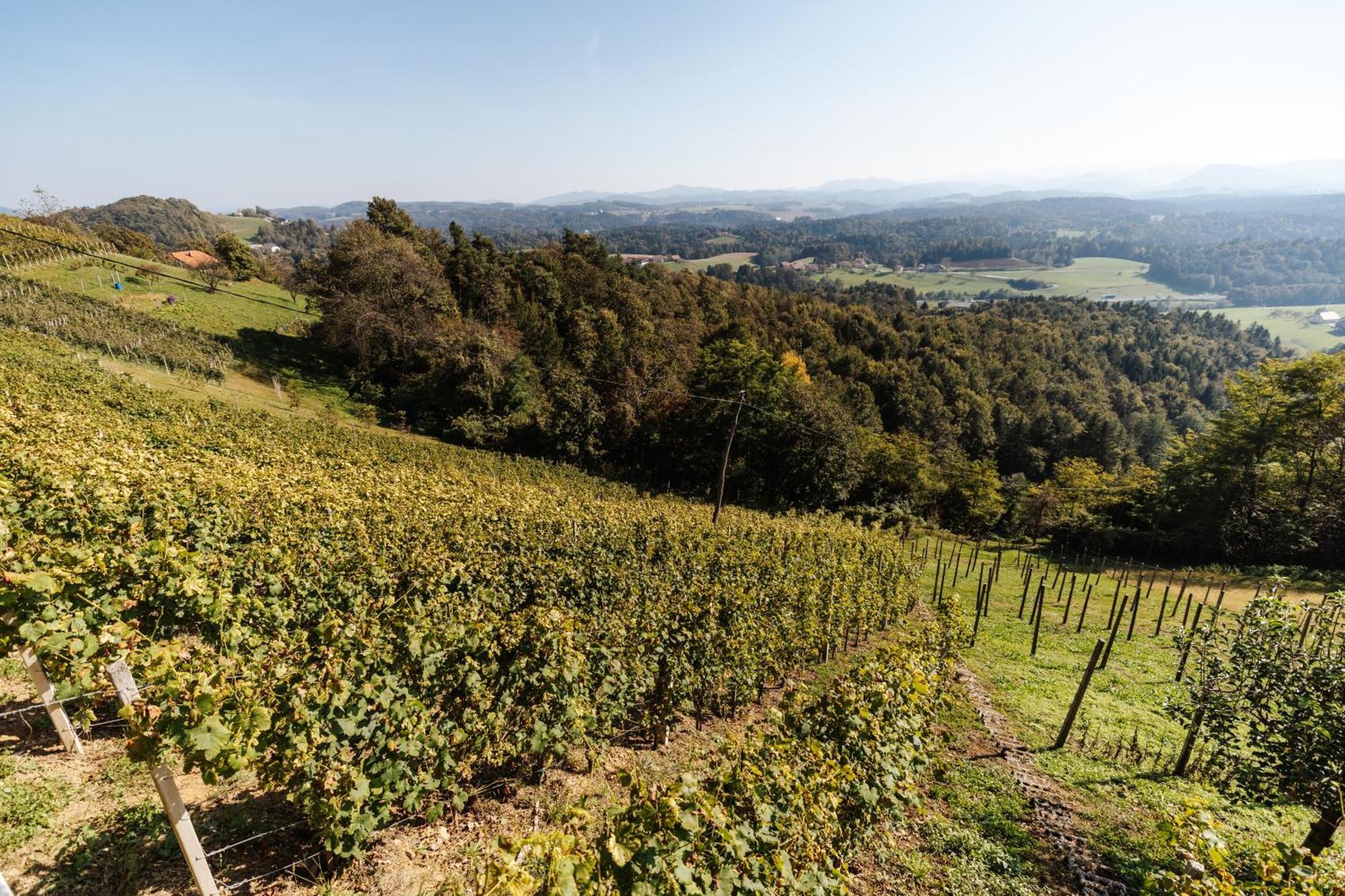 Pensjonat Vineyard Paradise Senica Dramlje Zewnętrze zdjęcie